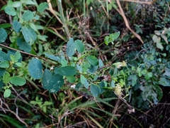 Porophyllum punctatum