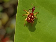 Apoderinae