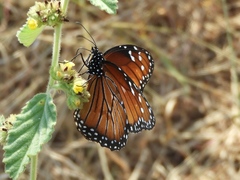 Danaus eresimus montezuma