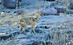 Canis aureus indicus