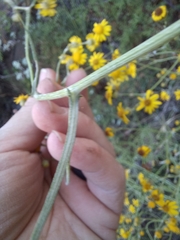Senecio burchellii