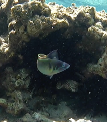 Thalassoma genivittatum