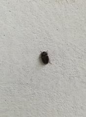 Coleoptera