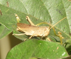 Schistocerca camerata