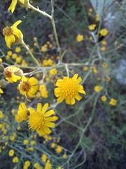 Senecio burchellii