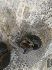 Pomacea canaliculata