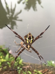Argiope appensa