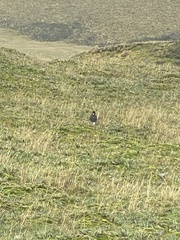 Daptrius carunculatus