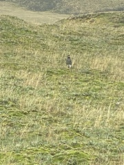 Daptrius carunculatus