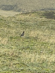 Daptrius carunculatus