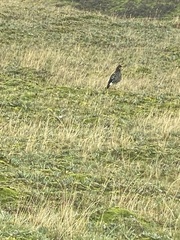 Daptrius carunculatus