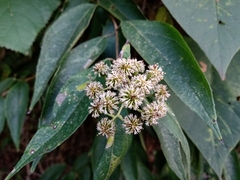 Otopappus curviflorus