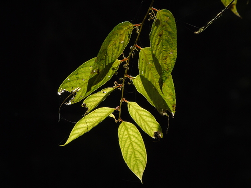 Perrottetia alpestris observed 2022-11-30