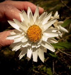 Xerochrysum papillosum