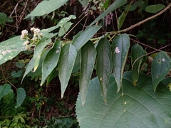 Otopappus curviflorus