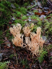 Ramaria cystidiophora