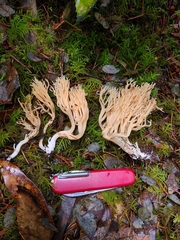 Ramaria cystidiophora