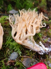 Ramaria cystidiophora