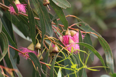 Eucalyptus leucoxylon