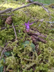 Calypso bulbosa occidentalis