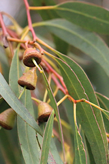 Eucalyptus leucoxylon