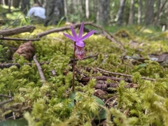 Calypso bulbosa occidentalis
