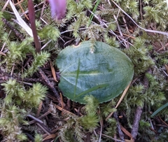 Calypso bulbosa occidentalis