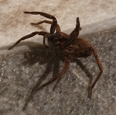 Uliodon