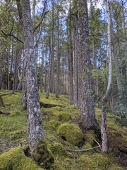 Calypso bulbosa occidentalis