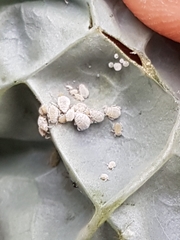 Brevicoryne brassicae