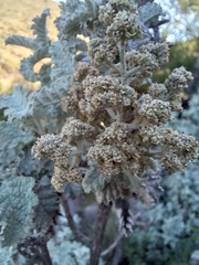 Buddleja glomerata