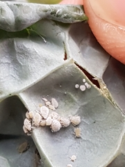 Brevicoryne brassicae