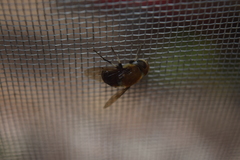 Eristalis circe