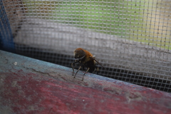 Eristalis circe