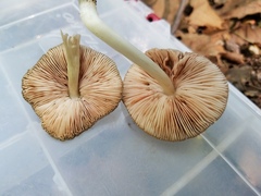 Pluteus americanus
