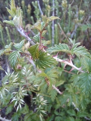 Rubus ludwigii