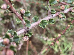 Ceanothus rigidus