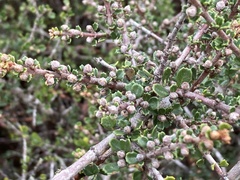 Ceanothus rigidus