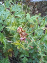 Rubus ludwigii
