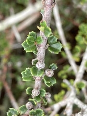 Ceanothus rigidus