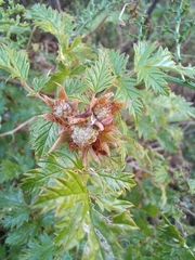 Rubus ludwigii