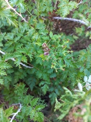 Rubus ludwigii