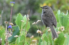 Prinia maculosa