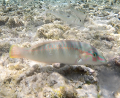 Halichoeres scapularis