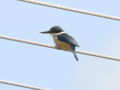 Todiramphus sanctus vagans