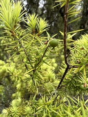 Leptecophylla juniperina