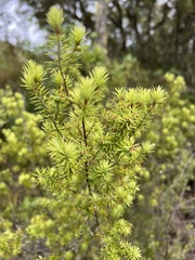 Leptecophylla juniperina