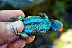 Bocourt's Emerald Lizard photo 2