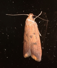 Tachystola acroxantha