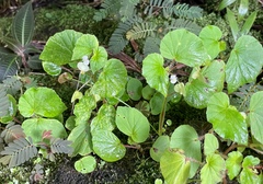 Begonia hirtella